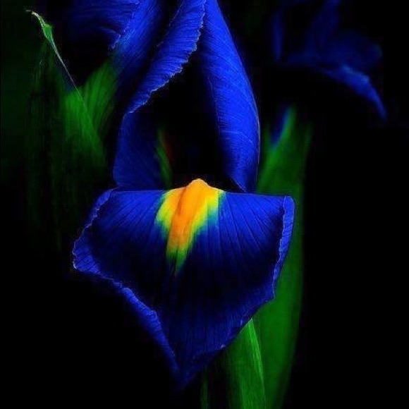 Meet your Posher, irisincorporated - Picture 14 of 16